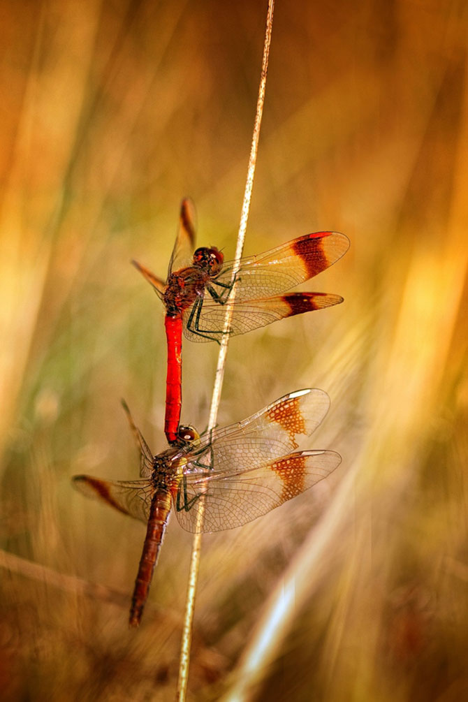 Fotografii insecte Wil Mijer