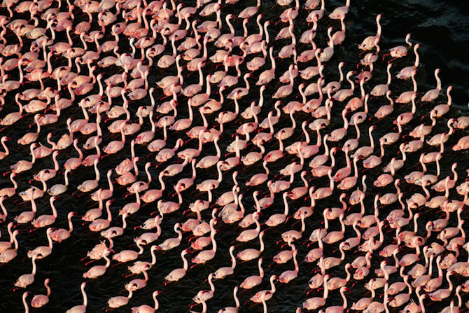 Peisaje roz cu flamingi, de Martin Harvey - Poza 7