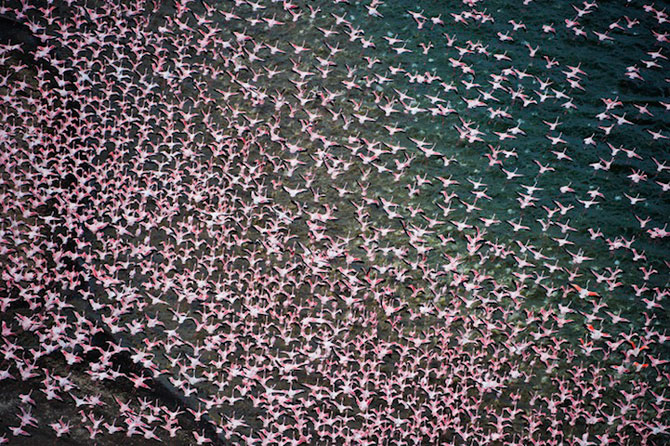 Peisaje roz cu flamingi, de Martin Harvey - Poza 8