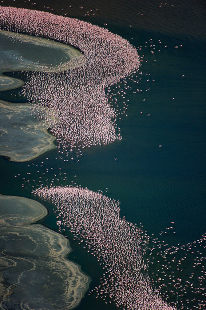 Peisaje roz cu flamingi, de Martin Harvey - Poza 10