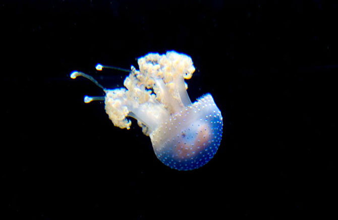 Meduza vedeta si bulinele ei albe