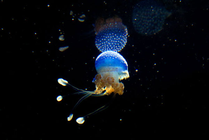 Meduza vedeta si bulinele ei albe - Poza 3