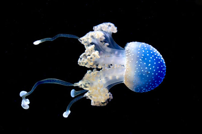 Meduza vedeta si bulinele ei albe - Poza 5