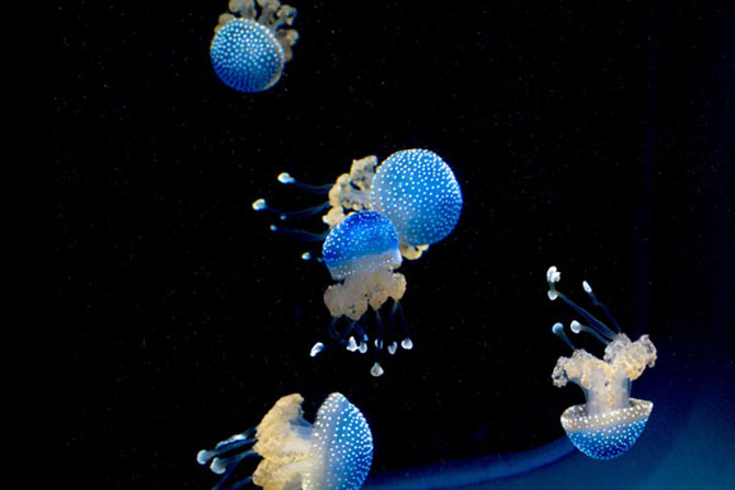 Meduza vedeta si bulinele ei albe - Poza 8