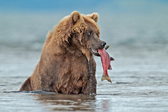 Concurs foto natura National Geographic 2011 Rusia
