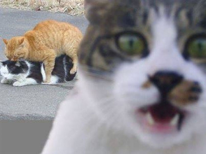 8 pisici pline de regrete