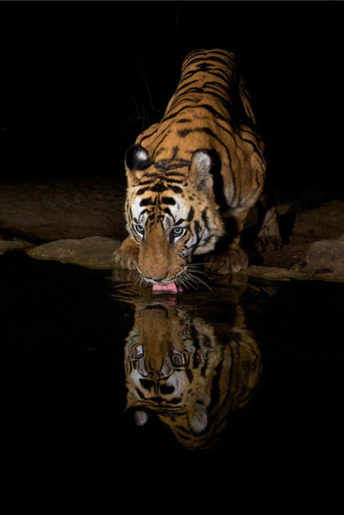 Fotografii tigri Steve Winter