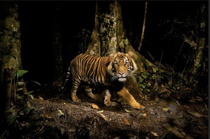 Fotografii tigri Steve Winter