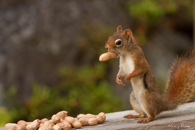 Mici aventuri cu veverite, de Nancy Rose - Poza 11