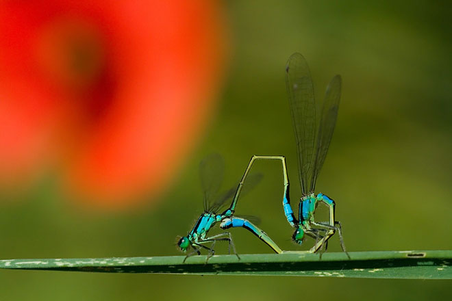 29 de fotografii superbe: Peisaje din Ungaria