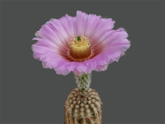 Flori de...cactus! - Poza 14