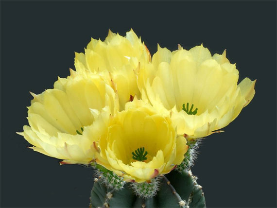 Flori de...cactus! - Poza 15
