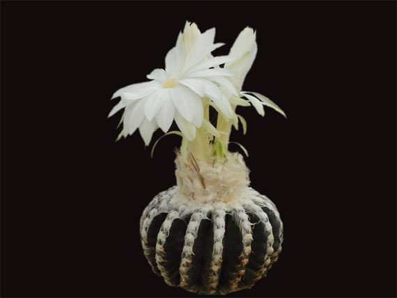 Flori de...cactus! - Poza 24