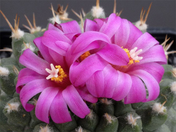 Flori de...cactus! - Poza 28