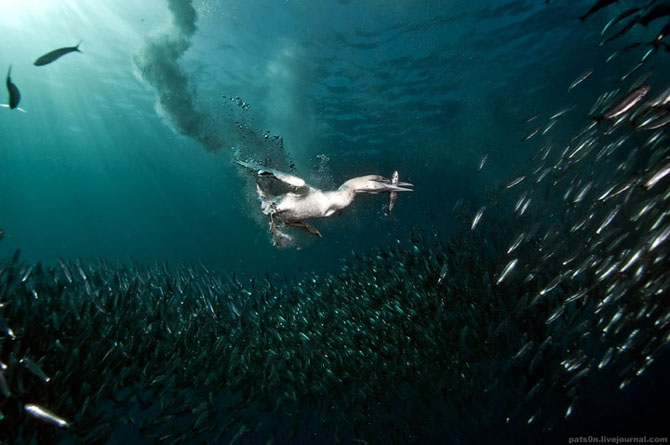 Intram in apa! 20 de fotografii cu lumea submarina! - Poza 9