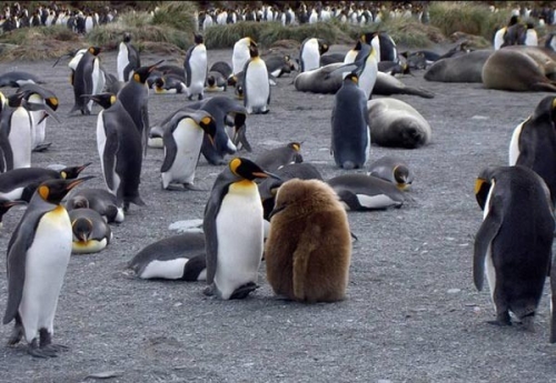 Frumusete de pinguin