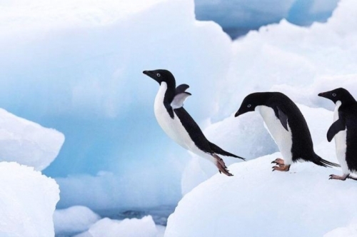 Frumusete de pinguin