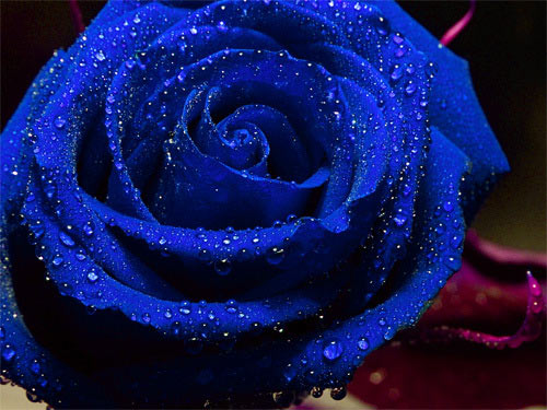 Trandafiri albastri - Poza 13