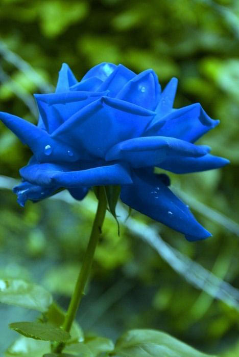 Trandafiri albastri - Poza 14