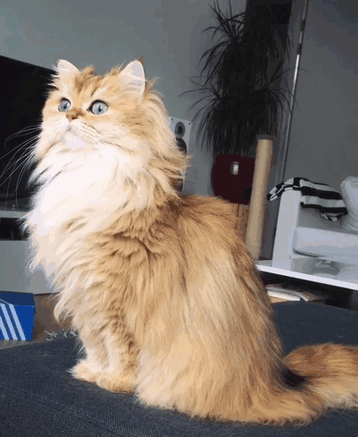 Smoothie, cea mai fotogenica pisica din lume