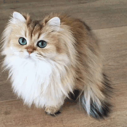 Smoothie, cea mai fotogenica pisica din lume
