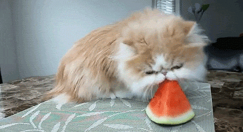Cele mai haioase imagini animate cu pisici