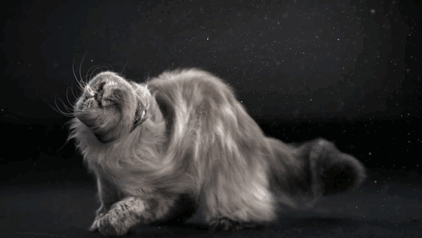 Imagini haioase cu pisici in miscare