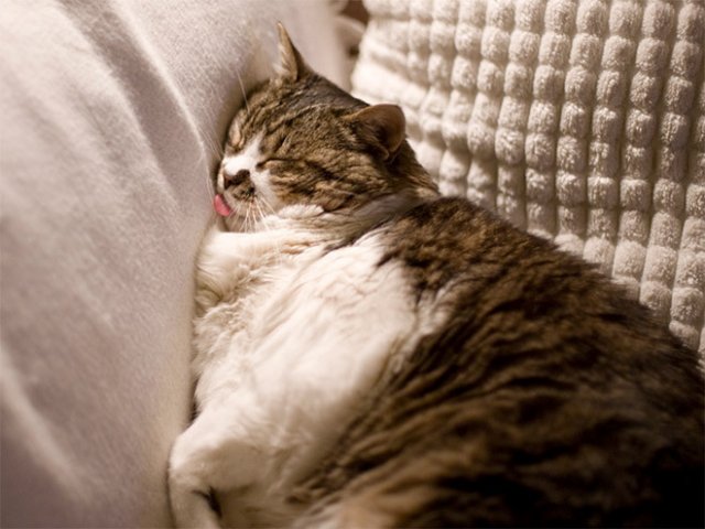 10 fotografii haioase cu pisici adormite - Poza 2