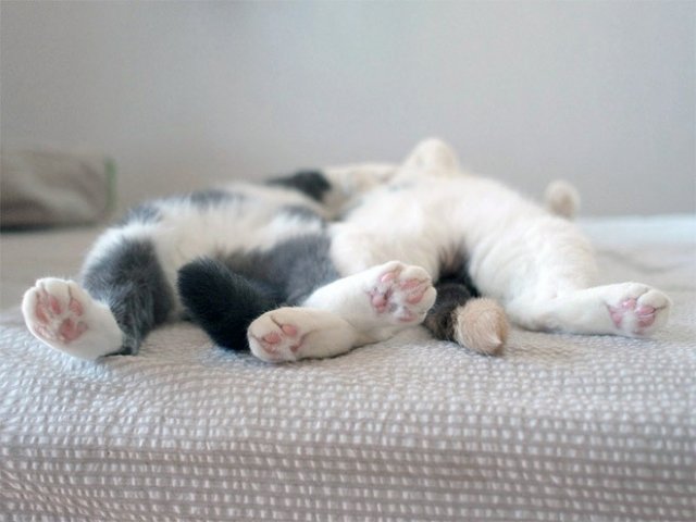 10 fotografii haioase cu pisici adormite - Poza 8
