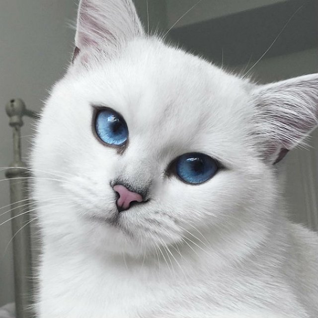 Pisicuta cu cei mai frumosi ochi din lume