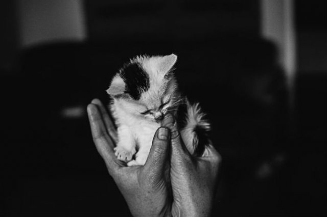 Pisici in alb si negru: Cel mai vibrant pictorial cenusiu cu feline - Poza 13