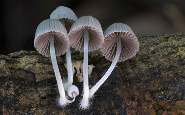 Cele mai ciudate ciuperci din lume - Poza 12