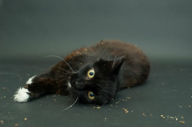 Proiectul pisicii negre: Cele mai frumoase pisicute de adoptat