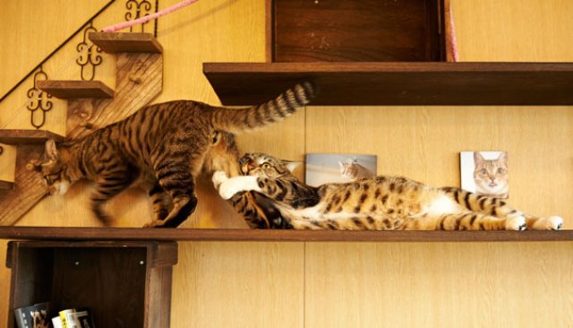 Pisici gata de Ziua Indragostitilor, in ipostaze romantice