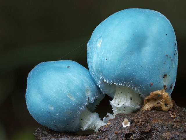 Cele mai ciudate ciuperci din lume - Poza 9