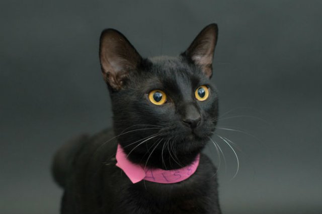 Proiectul pisicii negre: Cele mai frumoase pisicute de adoptat
