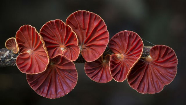 Cele mai ciudate ciuperci din lume - Poza 8