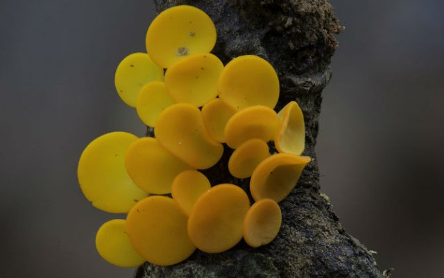 Cele mai ciudate ciuperci din lume - Poza 7