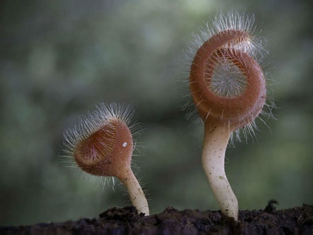 Cele mai ciudate ciuperci din lume - Poza 6