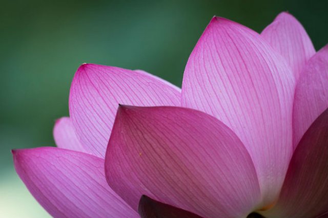 Frumusetea florilor de lotus, de Kunito Imai