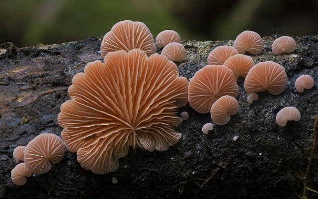 Cele mai ciudate ciuperci din lume - Poza 1