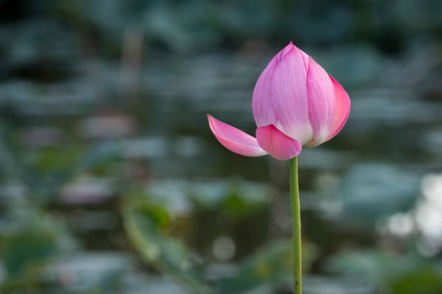 Frumusetea florilor de lotus, de Kunito Imai
