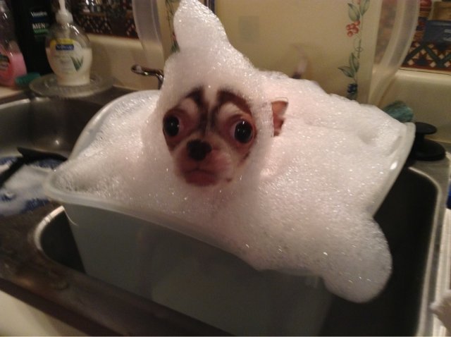 Animale simpatice care fac baie