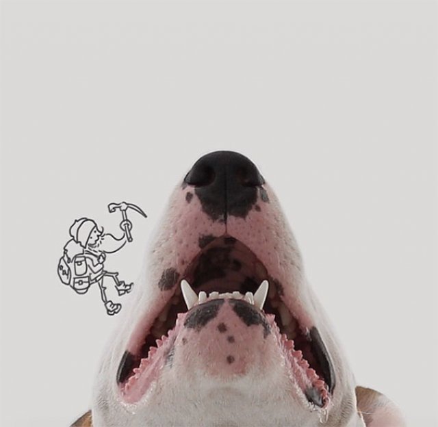 Bull Terrierul Jimmy Choo, intr-un pictorial trasnit - Poza 16