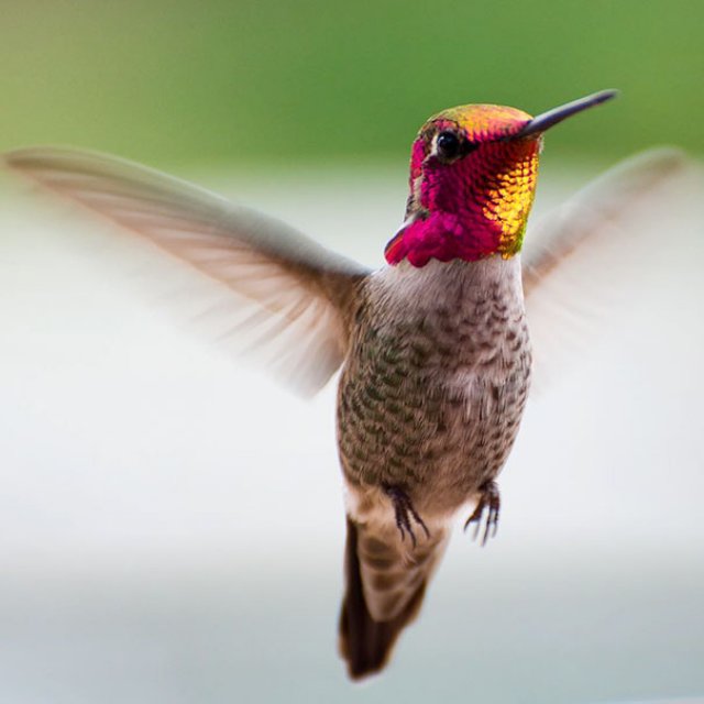 Frumusetea pasarilor colibri
