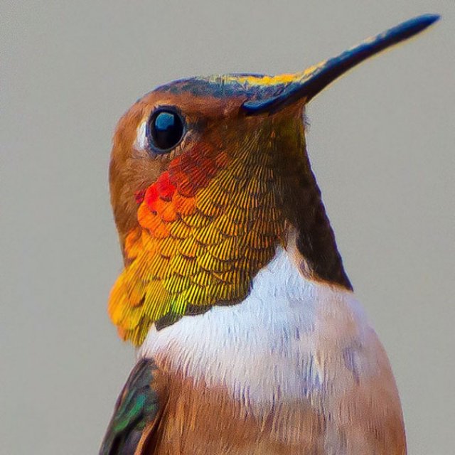 Frumusetea pasarilor colibri