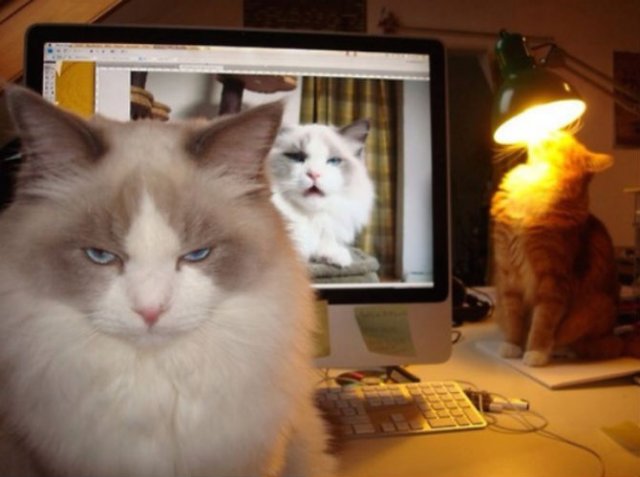 17 Lectii despre pisici pe care le-am invatat de pe internet