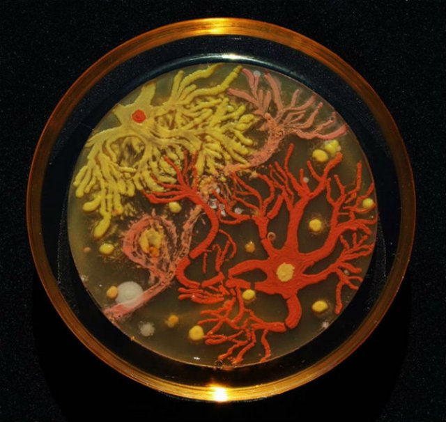 Creatii stiintifice: Arta cu microbi si bacterii - Poza 3