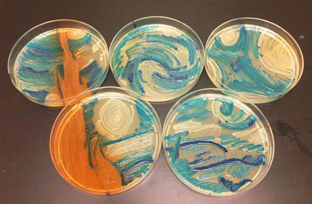 Creatii stiintifice: Arta cu microbi si bacterii - Poza 1