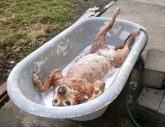 Animale simpatice care fac baie